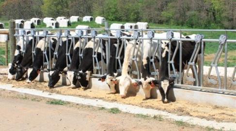 initiation dates are outlined in Appendix 1. Heifers were allowed an adjustment period before receiving treatment (feed supplement) and before sampling was performed.