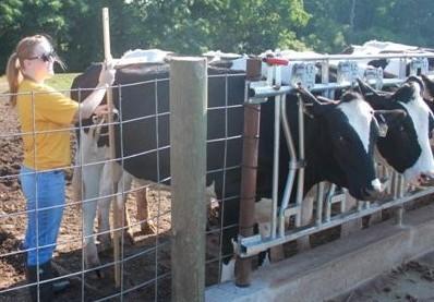 Growth measurements and feeding Pre-trial heights and body weights were recorded while heifers were secured in stanchions.