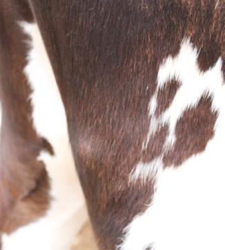 mastitis in dairy animals. Post-vaccination sites were monitored for 2 wk to ensure that no adverse reaction occurred.