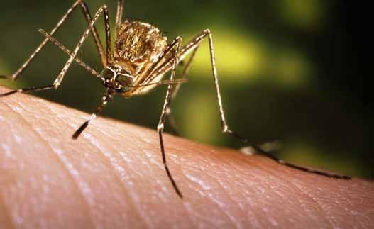 mosquitoes have been confirmed in areas of California in recent years, but currently none near the Shasta Mosquito and Vector Control District.