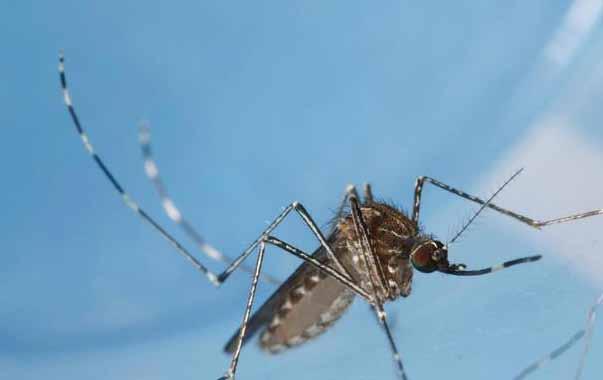 The District set eleven traps throughout the summer of 2017 in areas of the District that present a high risk of introduction of these mosquitoes to