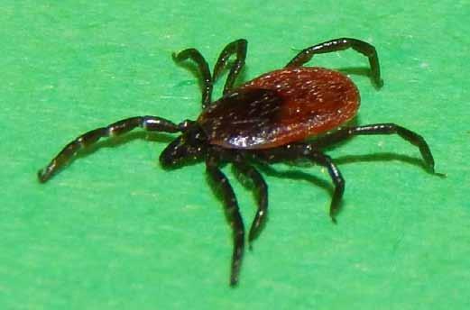 Ticks are identified, counted, and submitted for disease testing to assess tick populations and tick-borne disease risks within the