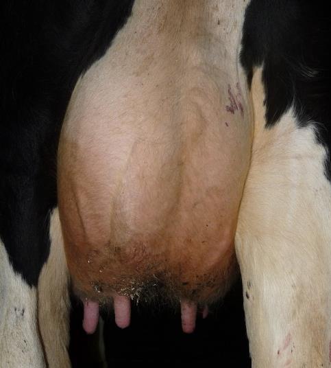 Milking behaviour in dairy cows naturally infected with clinical mastitis Katrine K.