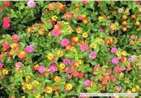 Overview Lantana was introduced in India in 1807 as ornamental herb.