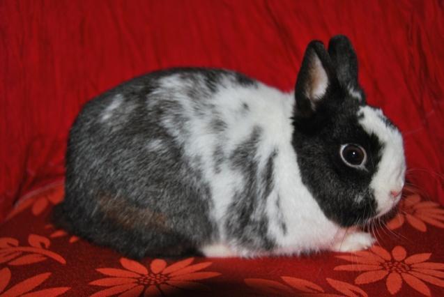 There is definitely a gradient, which is further affected by modifying genes, as to the amount of pigment on the Dwarf Hotot.