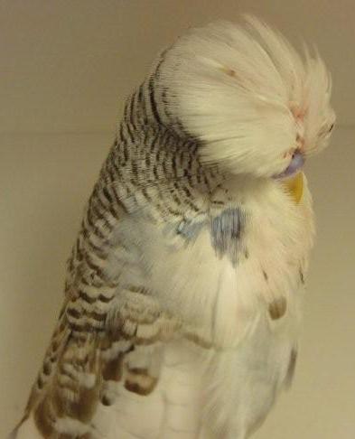 Q 3. Do you have a Standard of bird that you desire to breed in Exhibition Budgerigars? Answer: Yes indeed With a head like an ping pong ball head and With a mask at the same size.