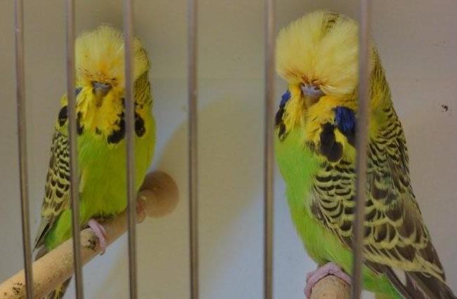 And when you feel that you need to introduce good blood line from any well reputed champion breeder. Answer: My first so called Show Budgerigar I bound in the local pet shop.