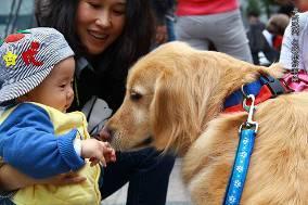 Chengdu s 11th Dr Dog Exam On April 22 nd Chengdu launched the 11 th Dr Dog Exam with 24 dogs taking part; 10 successfully passed our vigorous tests and another 3 were placed on probation.