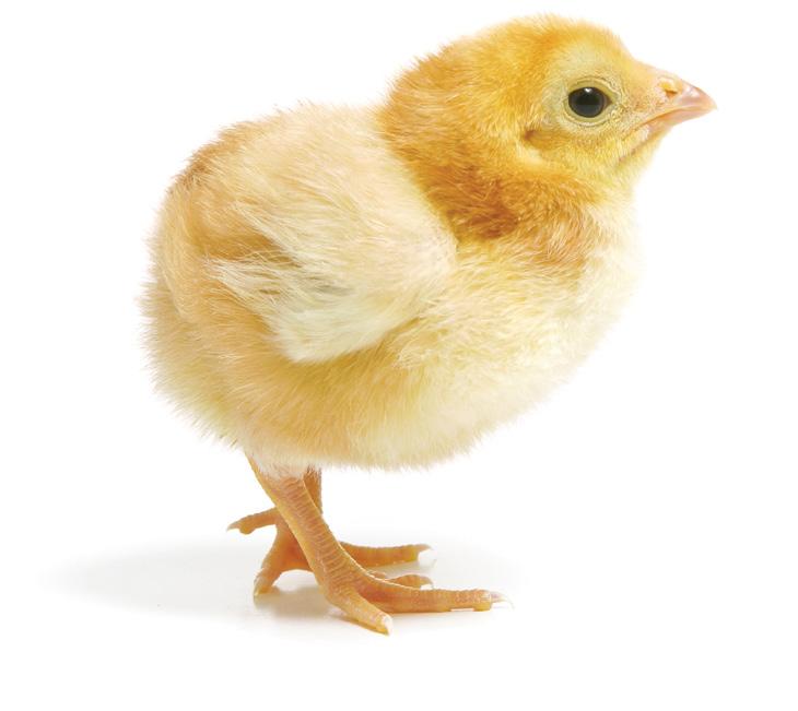 IMPORTANCE OF BROODING CROP FILL CHICK
