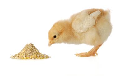 A PRESCRIPTION for change FEED MANAGEMENT Feed management is important to ensure chicks have access to feed and that the environment is conducive to the