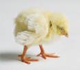 Antibiotic treatment often keeps chicks alive but fails to resolve the original infection.