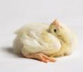 processes. Injuries can result in wounds and lameness, which are painful to the chick.