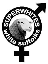 WHITE SUFFOLK STUD HISTORY The Bundara Downs White Suffolk stud was founded in 1993 with the purchase of elite genetics from highly successful studs within Australia.