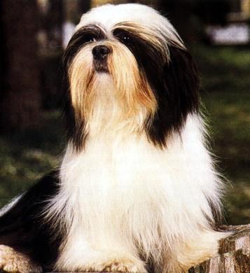 Breed of the Month Lhasa Apso submitted by Connie Cuff The breed's history extends back as far as the seventh century.