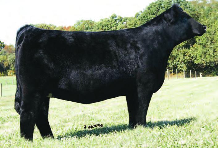 She dominated the show circuit in 2009 by being named Grand Champion Female at the Simmental Breeders Sweepstakes, Supreme Champion Female at the Indiana State Fair, Grand Champion Female at the