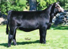 Her next heifer calf to sell rose to the top of the Jones Show Cattle High Standards Sale and was valued at $16,000. These embryos are full sibs to both those heifers. Imagine the possibilities.