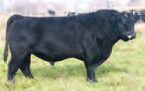 of the best halfbloods that has graced the Simmental breed.