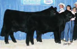 As for Radience herself, after being purchased in the 2006 North American Sale, she went home to Canada to become the Canadian National Champion at the Agribition.