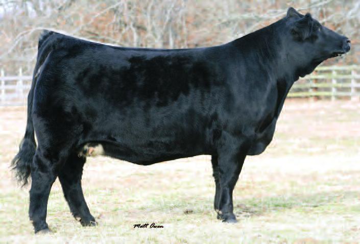 Wickedly Good Genetics For Purchase! 22 WICKED SISTER 402T ASA#2383213 PB Dbl.