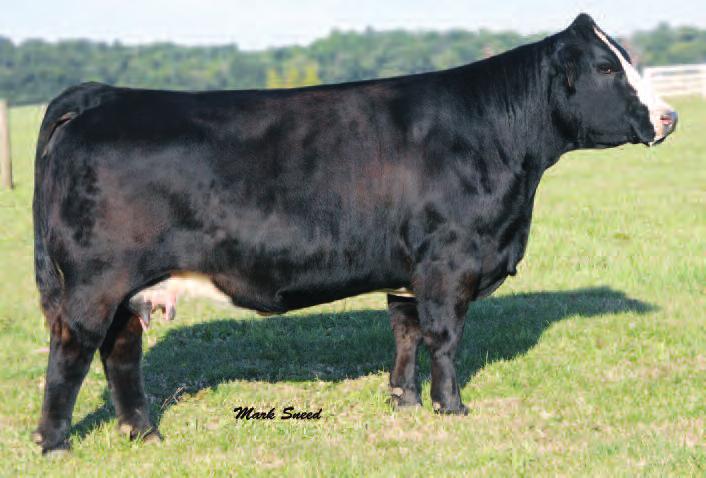 $45,000 Valuation She s The One! HTP SVF In Dew Time 26 DOUBLE R SHE S THE ONE K18 ASA#2062904 PB Dbl. Polled Black Blaze BD: 3-20-00 Adj. : 92 Adj.