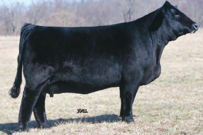 Shoot for the Stars With These Dream On Embryos! 33 CNS BLACK STAR T702 ASA#2389097 PB Dbl.