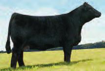 This Mating Will Be Easy To Take Pride In! LAZY H EBONYS PRIDE T47 ASA#2385100 PB Dbl.