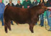 grandam of our highlighted bull consignment to The One sale which was Res.
