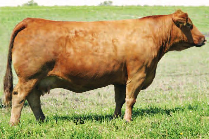 most elite genetics in the breed. This female has produced sale toppers year after year.