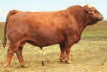 Wheatland Bull 468P : 7 0.4 38 67 1-1 18 24 2.5.02.03.03.18 111 63 44A: 3 - #1 EMBRYOS SIRED BY TNT GUNNER N208 The past Denver Champion, Reddy or Not, continues to excel as a donor.