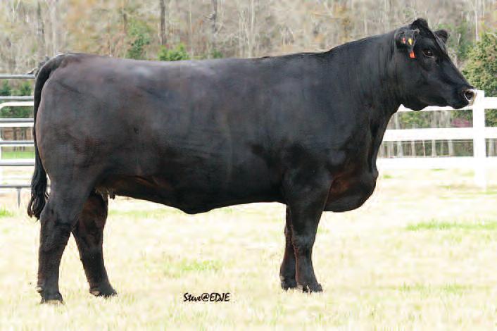 Let the Empriss Rule Your Operation! Steel Force daughter sold for $16,500 to Diamond M 45 SS EMPRISS T091 ASA#2413337 1/2 SM 1/2 AN Dbl.