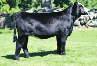 Supreme X321 $20,000 High Selling Daughter BLACK SIMMENTALS Bill Fulton, Auburn, NE Phone 402-274-5608 or 402-274-7454 M M 6-0.3 39 65 2 2 22 21 0.5.02 -.09.02.10 101 62 Triple C Queens Supreme was the high-selling donor of the Hudson Pines Living Legacy Sale 2010.