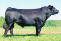 MACHO M450 BZ Here is an exciting opportunity to purchase embryos out of our lead donor Drake Caught Ya Lookin.