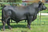 The Precise Time To Purchase Isabella Genetics! 50 THSF Mr. Precise GCF MISS ISABELLA R120 ASA#2336263 PB Dbl. Polled Black BD: 9-13-05 Adj. : ET Selling embryos by THSF Mr.