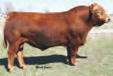 NLC Upgrade M M We are proud to offer embryos from our elite donor, TNT Miss Honey L9, who we acquired from the TNT Dispersal in 2009.