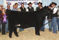 Selling a Pregnancy of the $150,000 Valentine! 3 PCC QUEENS VALENNE R9 ASA#2293348 1/2 SM 1/2 AN Dbl. Polled Black BD: 2-10-05 Adj. : 80 ET Selling A Confirmed Pregnancy by SVF/NJC Built Right!