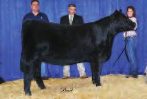Steel The Competition With A Pregnancy By Miss America! 4 HARA S MISS AMERICA 10S ASA#2494462 1/2 SM 3/8 AN 1/8 MA Polled Black Baldy BD: 4-1-06 Adj.