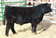 Miss USA is the winningest Meyer 734 daughter ever, and the Triple Crown Winner (KC, Louisville and Denver). She has proven even more prolific as a producer of high-selling bulls and females.