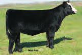 Selling embryos by the proven and rare JF Foundation and the $30,000 high selling outcross Yardley High Regard.