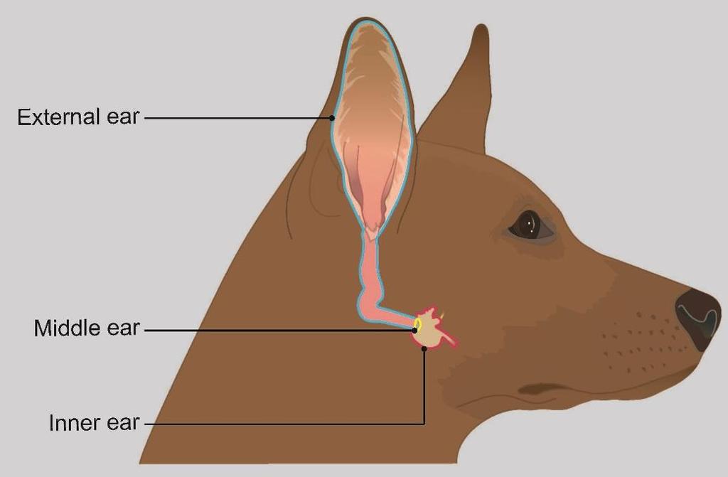 Ear infections in dogs Overview Ear infections in dogs can be caused by bacteria or yeast (or both). There is usually an underlying cause for an ear infection, such as ear mites or a skin allergy.