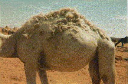 Table 3. Lesions in different age groups of camels in Saudi Arabia Young (<1 yr) Growing (1-4 yrs) Adults (> 4 yrs) Total Examined 252 48 259 No.