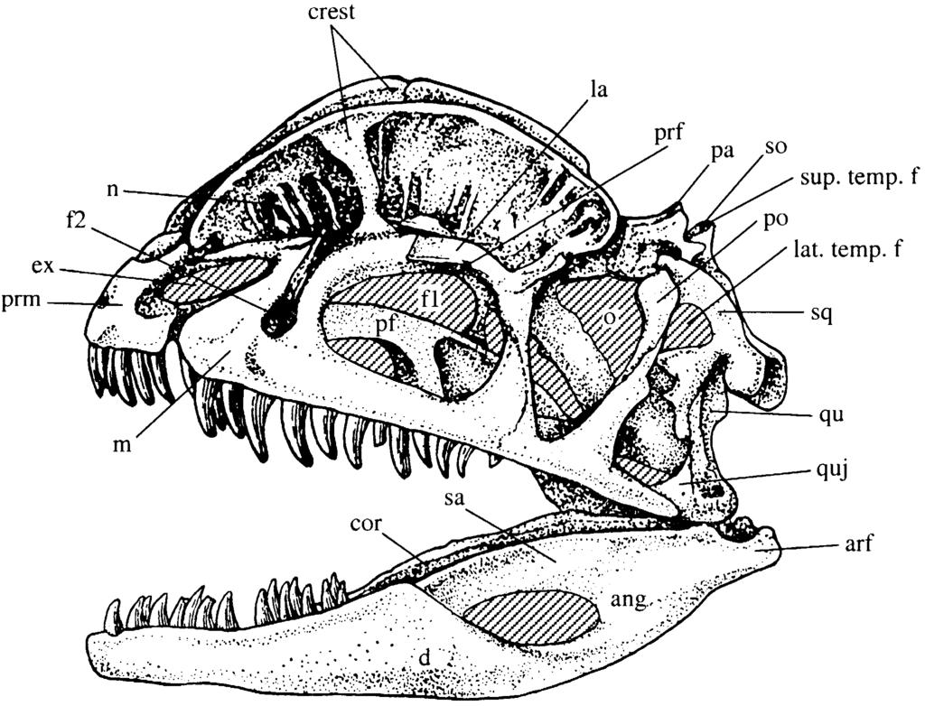 2 and nasal process. Also present on the maxilla are a maxillary recess, and preorbital fenestrae I, and II.