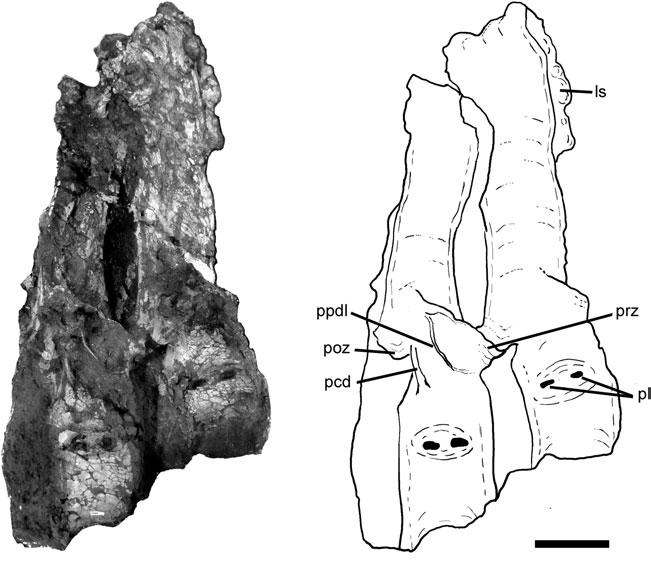 14 J.I. Canale et al. 1435 1440 1445 1450 1455 elongated fossa. The transverse process is laterally directed, as in the last dorsal vertebra of Allosaurus (Madsen 1976).