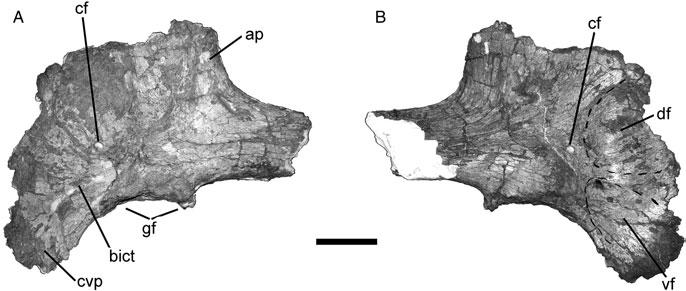 18 J.I. Canale et al. 1875 1930 1880 1935 1885 Figure 21. Tyrannotitan chubutensis left scapulocoracoid (MPEF 1156) photographs in (A) lateral view and (B) medial view.