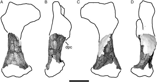 Historical Biology 19 1985 2040 1990 2045 1995 Figure 22. Tyrannotitan chubutensis right humerus (MPEF 1156) photographs in (A) anterior view, (B) lateral view, (C) posterior view and (D) medial view.