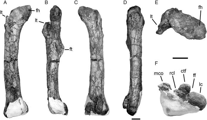 2275 2225 2230 2235 (Stromer 1931). In contrast, the lesser trochanter of Giganotosaurus (MUCPV Ch 1) is strongly reduced. Both lesser and greater trochanters are separated by a deep vertical notch.