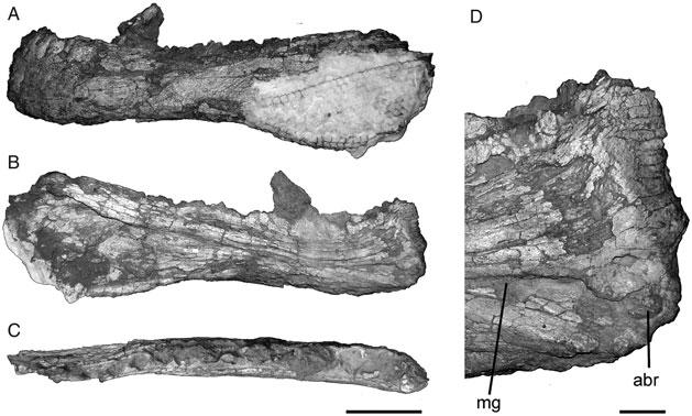 4 J.I. Canale et al. 335 390 340 395 345 400 Figure 2. Tyrannotitan chubutensis right jugal (MPEF 1157) photographs and line drawings in (A) lateral view and (B) medial view.