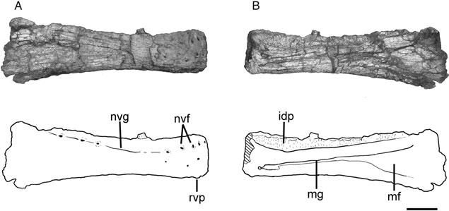 Historical Biology 5 445 500 450 505 455 Figure 3. Tyrannotitan chubutensis right quadratojugal (MPEF 1157) photographs and line drawings in (A) lateral view and (B) medial view.