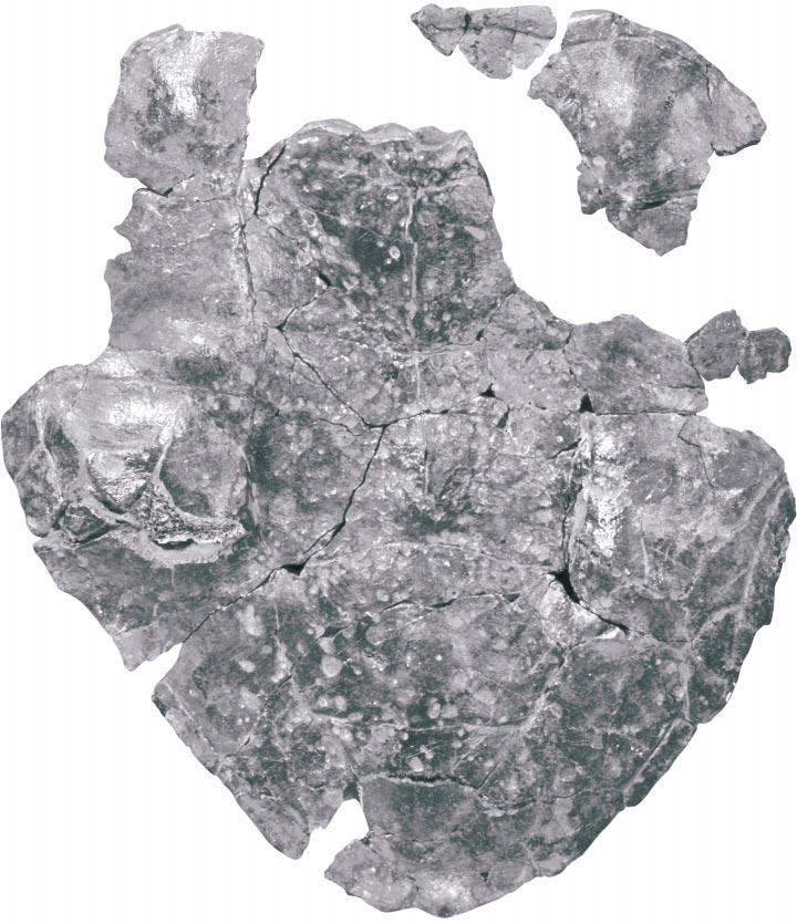 6 AMERICAN MUSEUM NOVITATES NO. 347 Fig. 3. Notoemys zapatocaensis, n.sp. IPN IS-EAC43. Dorsal view of carapace. asymmetry is in the type specimen of N.