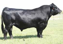 This has been a profitable cow family for us. Her November Dream On calf is sure to be a winner. AI bred to CNS Dream On on 2-19-07.
