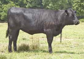 Katie is moderate framed with a lot spring of rib and will develop into a top notch brood cow. Don t overlook the powerful cow families. Look her up sale day.